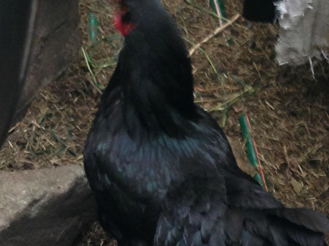 迈克尔·莫柏的可持续发展住宅-悉尼必去景点