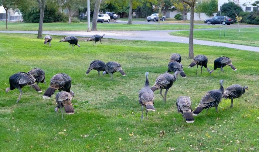 Davis Greenbelt-戴维斯必去景点