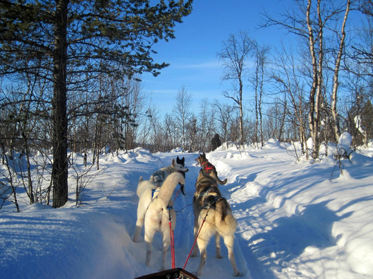 哈士奇雪橇之旅-基律纳必去景点