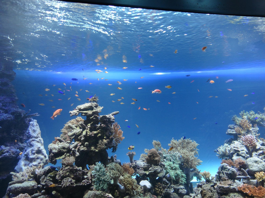 阳光水族馆景点图片