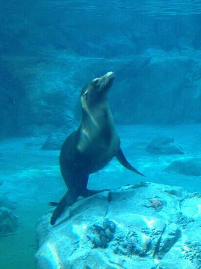 弗雷斯诺查菲动物公园-弗雷斯诺必去景点