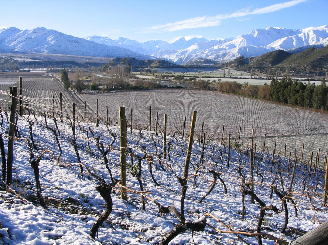 In Situ Family Vineyars