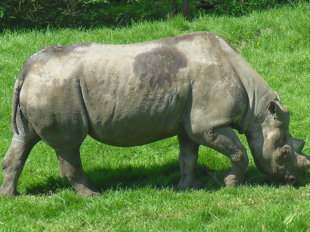 Port Lympne Reserve景点图片