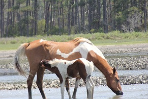 Barnacle Bill's Wild Pony Boat Tours-钦科蒂格岛必去景点