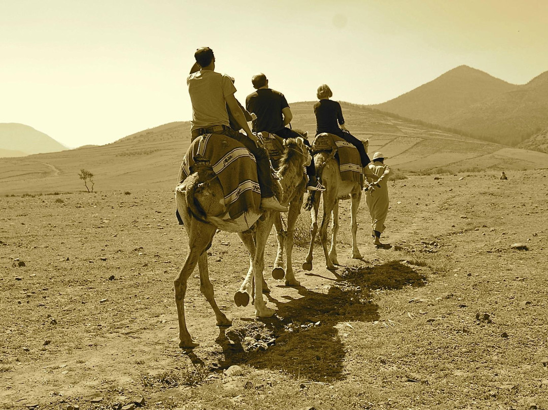 4X4骆驼——私人一日游景点图片