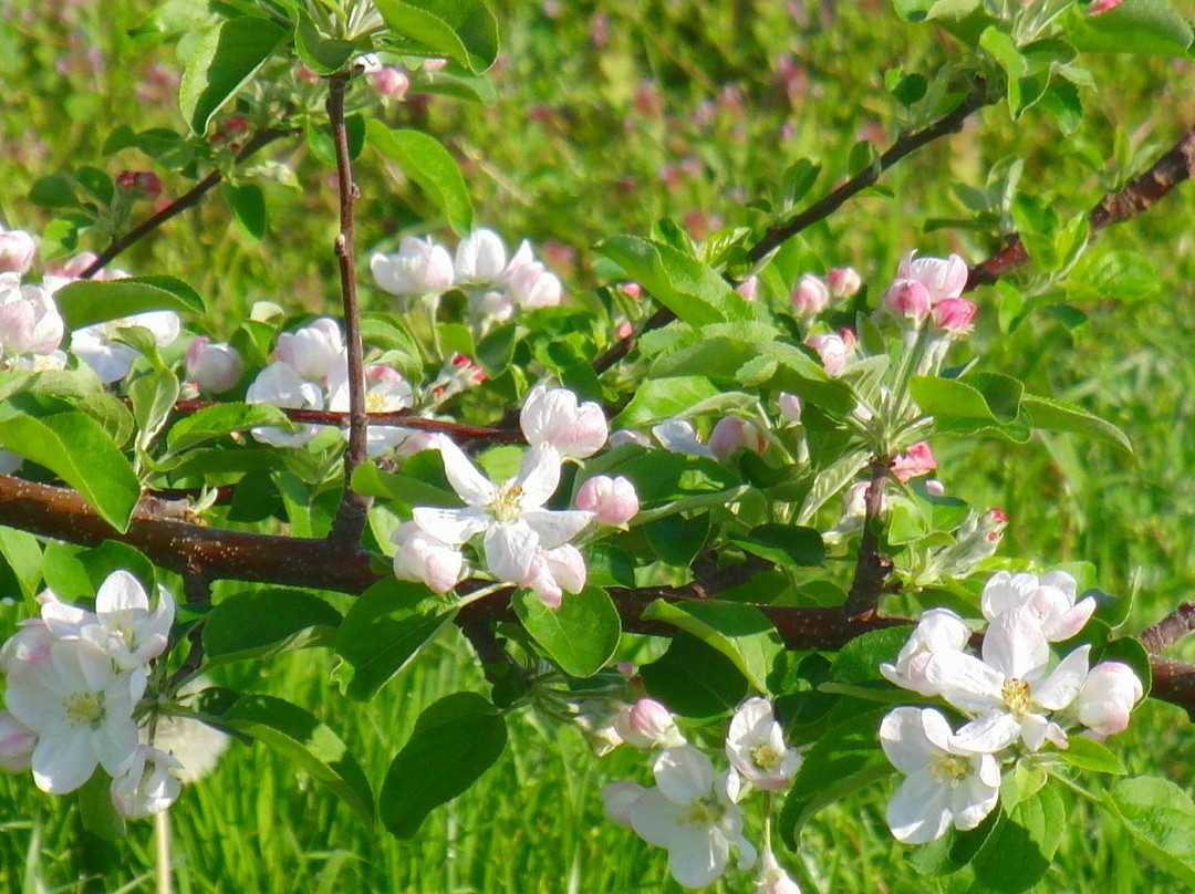 Azumino Tourlist Orchard-安昙野市必去景点
