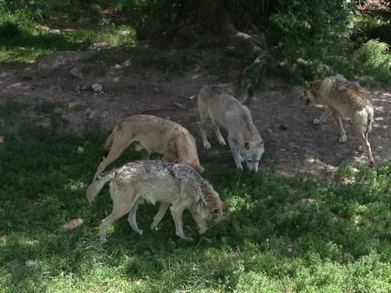 Les Loups du Gevaudan景点图片
