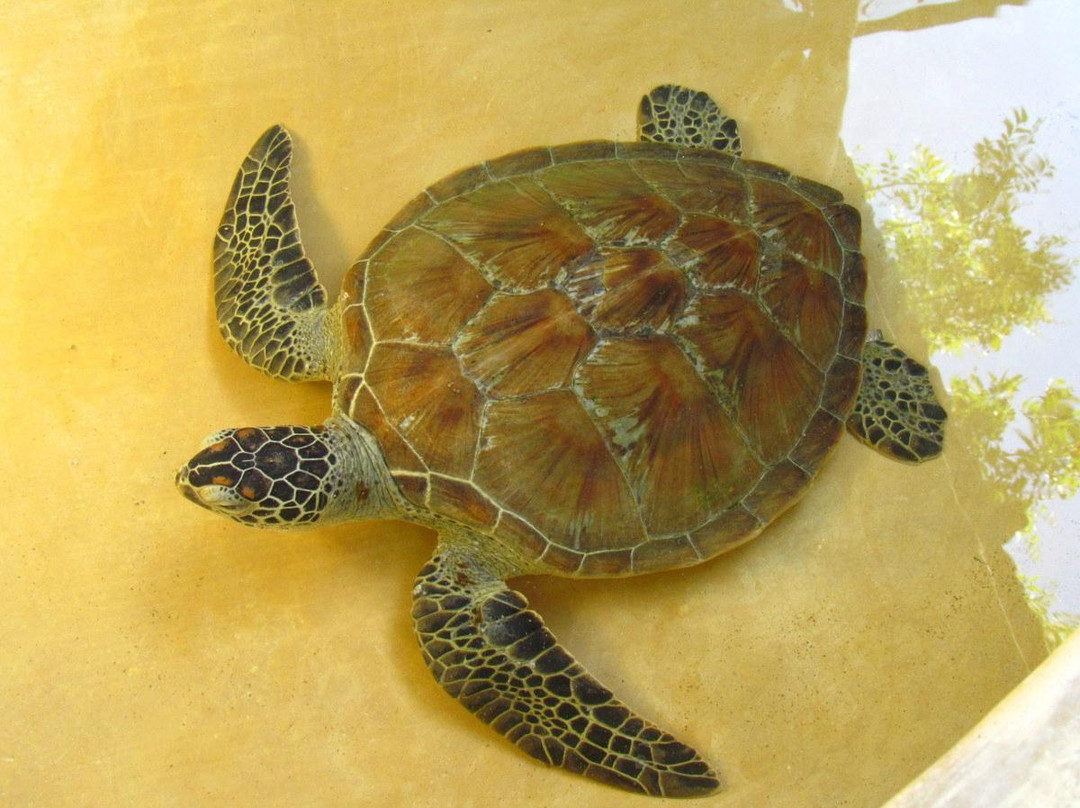 Local Ocean Conservation-瓦塔木必去景点