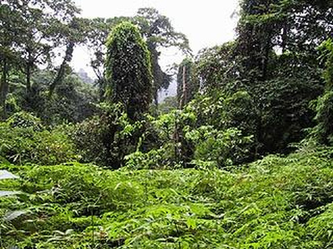 武吉知马自然保护区-新加坡必去景点