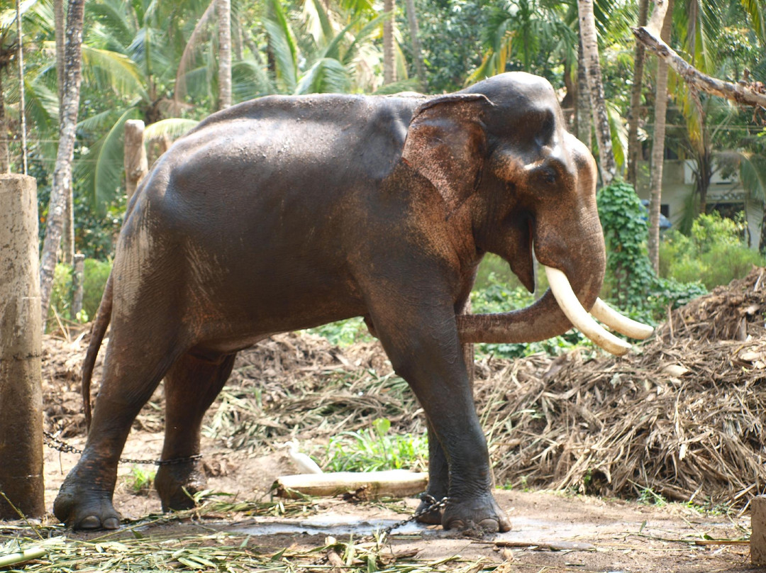 Elephant Camp Sanctuary景点图片