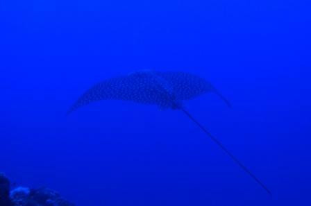 Sinai Divers Backpackers-达哈卜必去景点