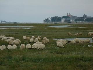 Mil Roses en Baie主图