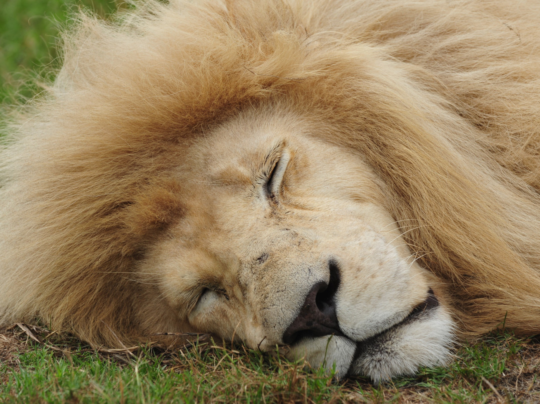 Seaview Lion Park-伊丽莎白港必去景点