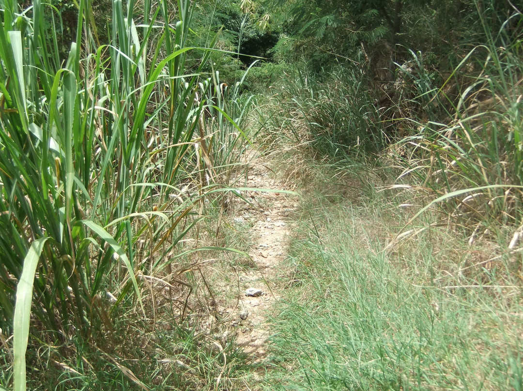 Reef Bay Trail-维尔京群岛国家公园必去景点