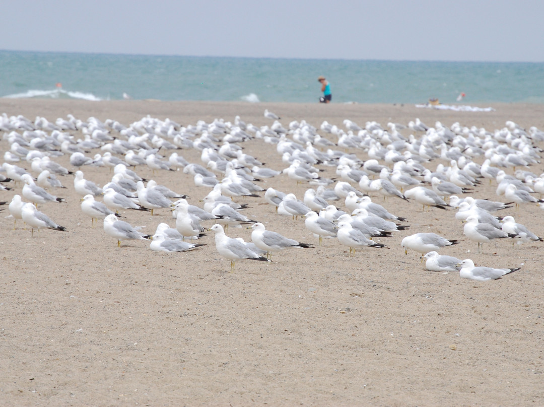 Headlands Beach State Park-Mentor必去景点