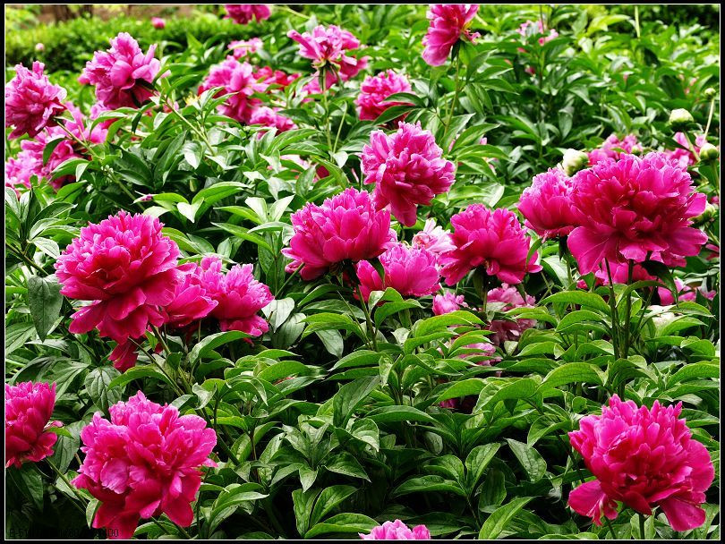 牡丹公园-洛阳市必去景点