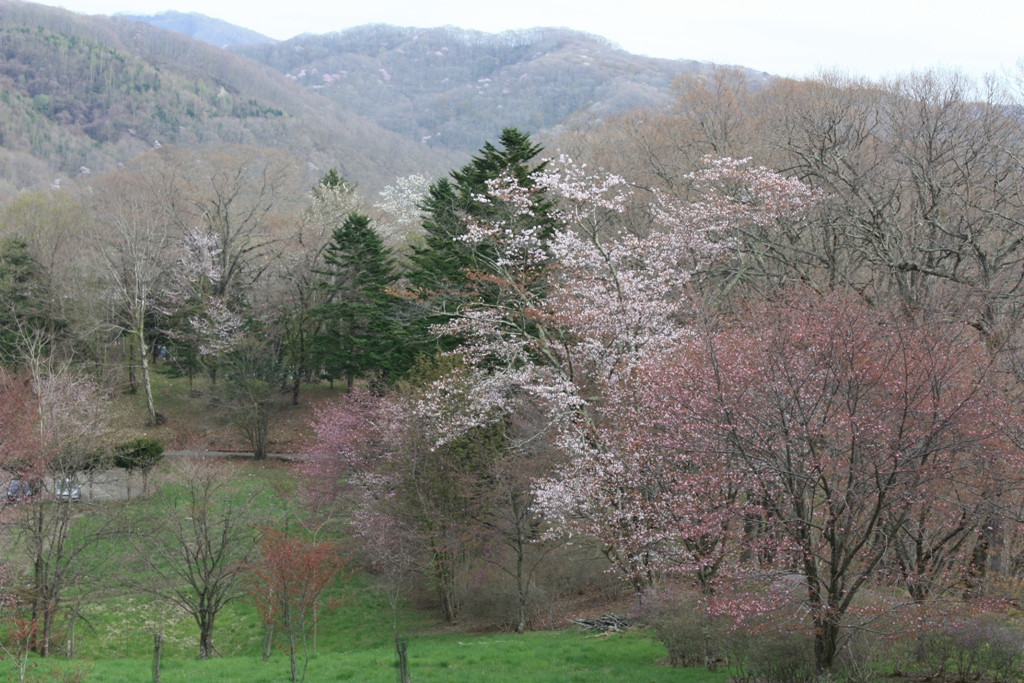 Yoshitsune Shrine-平取町必去景点