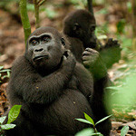 Dzanga-Sangha Reserve-Bayanga必去景点