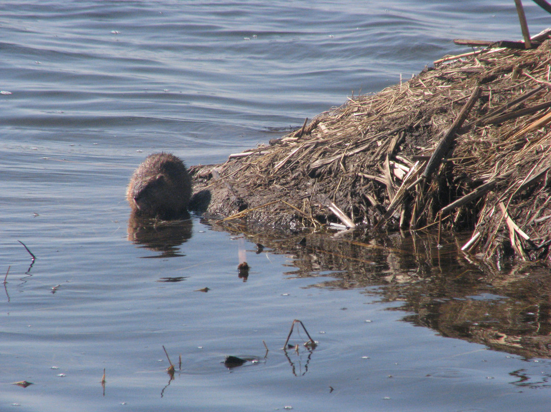 Loess Bluffs National Wildlife Refuge-Mound City必去景点