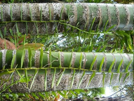 毛伊岛热带花园-怀露库必去景点