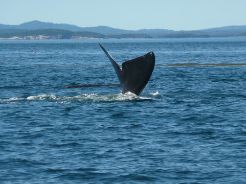 Quoddy Link Marine Inc.-Saint Andrews必去景点