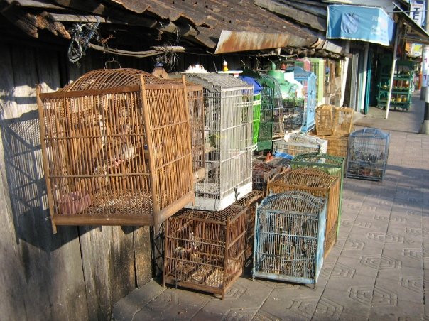 Yogyakarta Bird Market-日惹必去景点