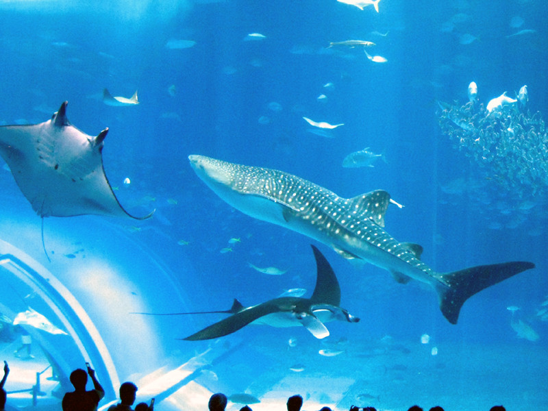 冲绳美之海水族馆景点图片