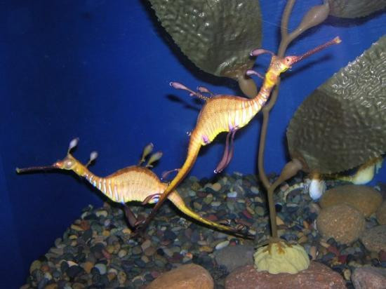 莱利大烟山水族馆-盖林柏格必去景点