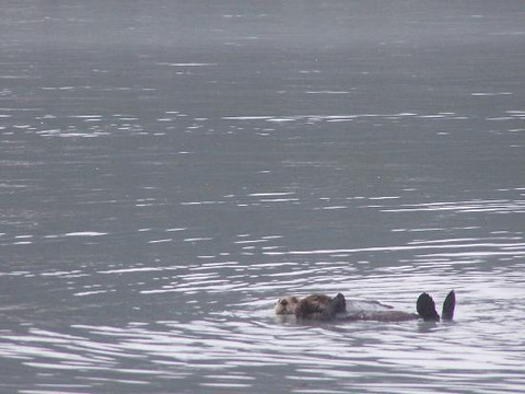 Sunny Cove Sea Kayaking-苏厄德必去景点