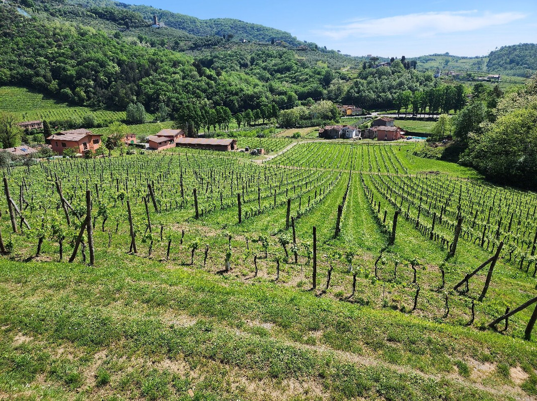 Tenuta Adamo Winery景点图片