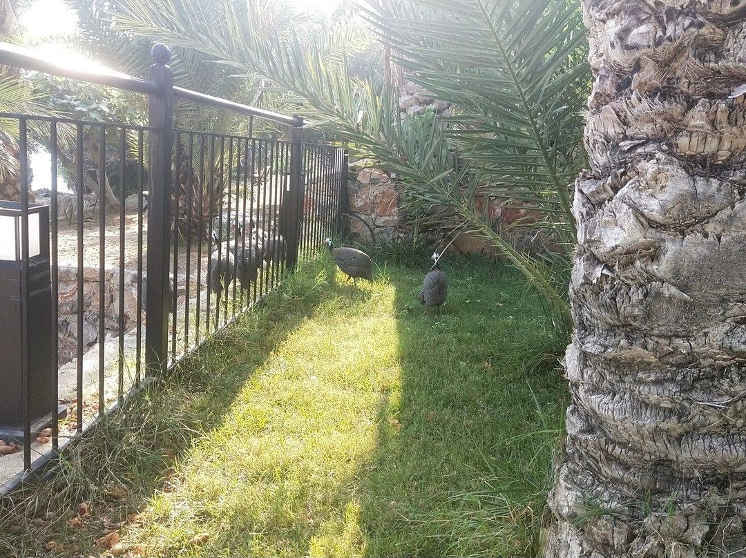 Elysium Garden主图