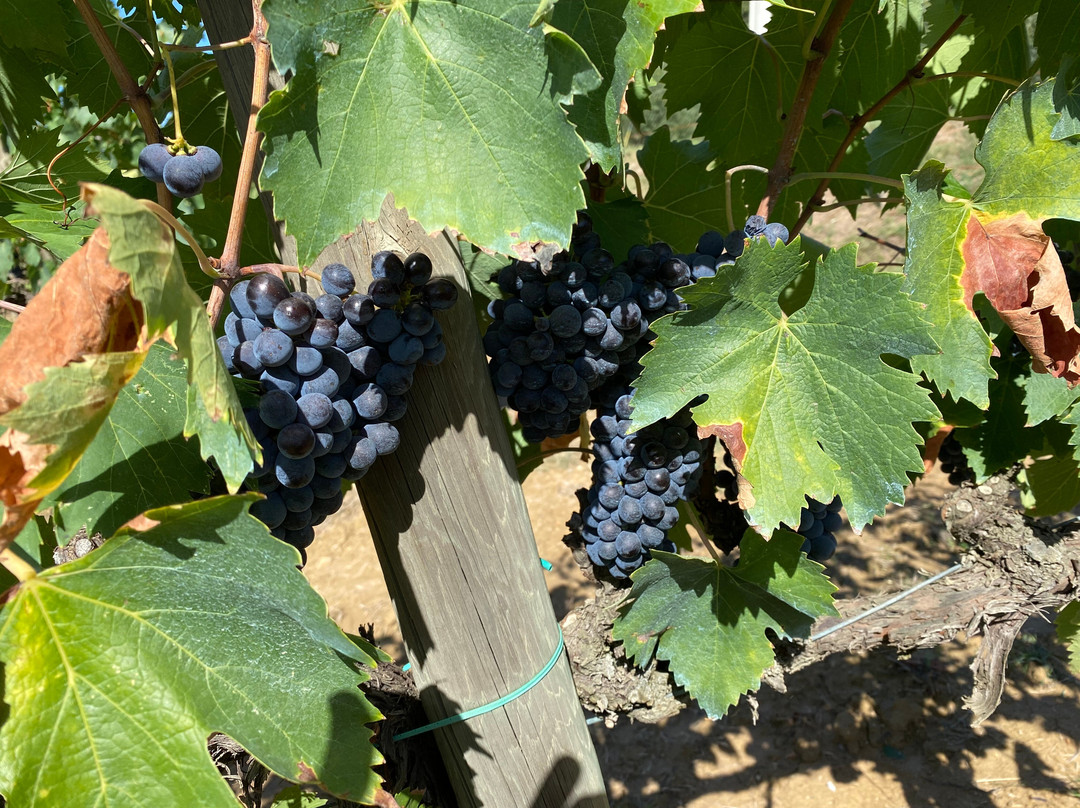 Lignanello Azienda Agricola-皮恩扎必去景点