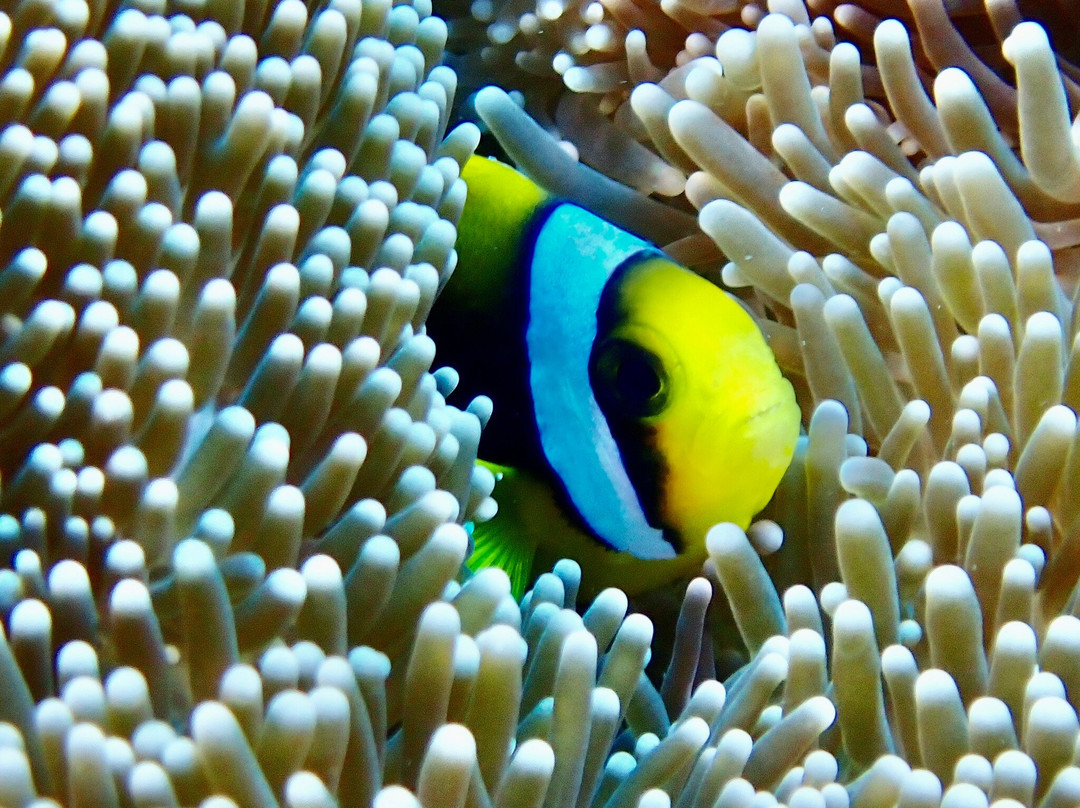 Nemo Diving Center-弗力克昂弗雷克必去景点