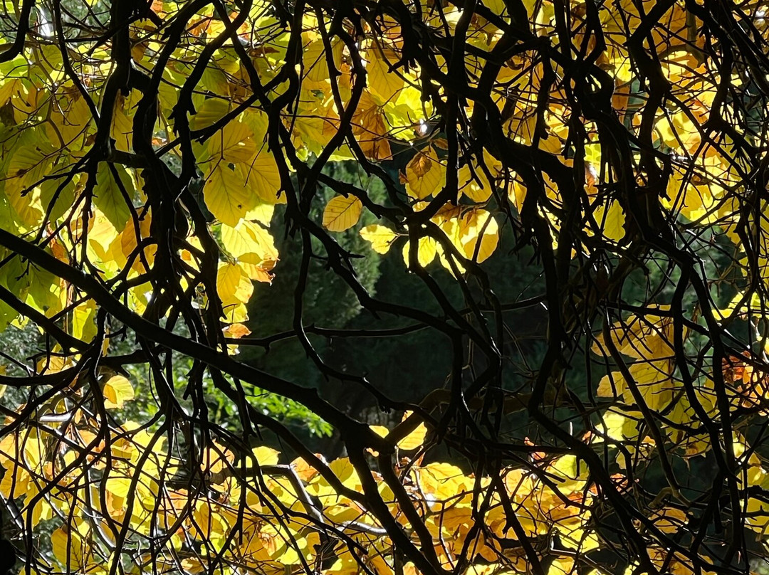 Ashridge House景点图片