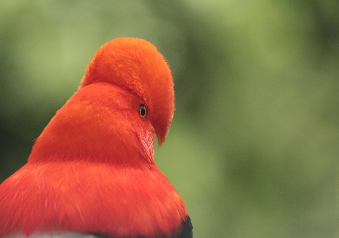 Gallito de Roca Preserve-Jardin必去景点