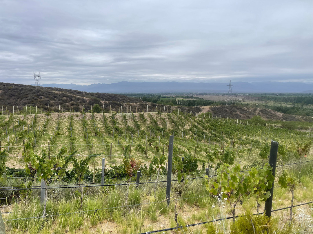 Experiencia Amansado Wines-路冉得库约必去景点