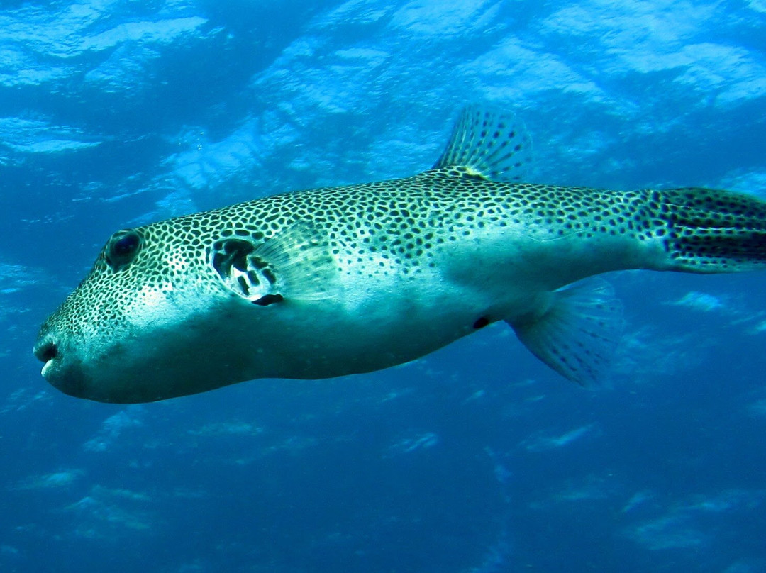 Relax Bali Wreck Dive Center-库布必去景点