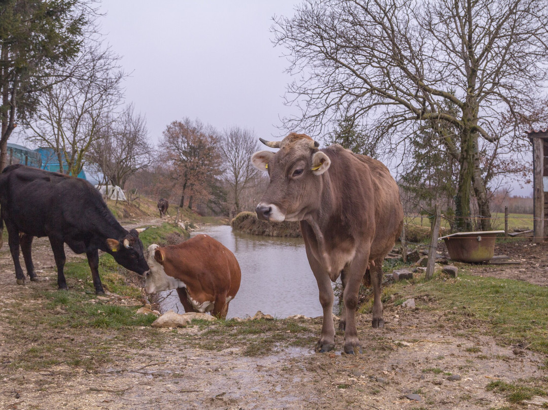 Agroturism Stara Stala主图