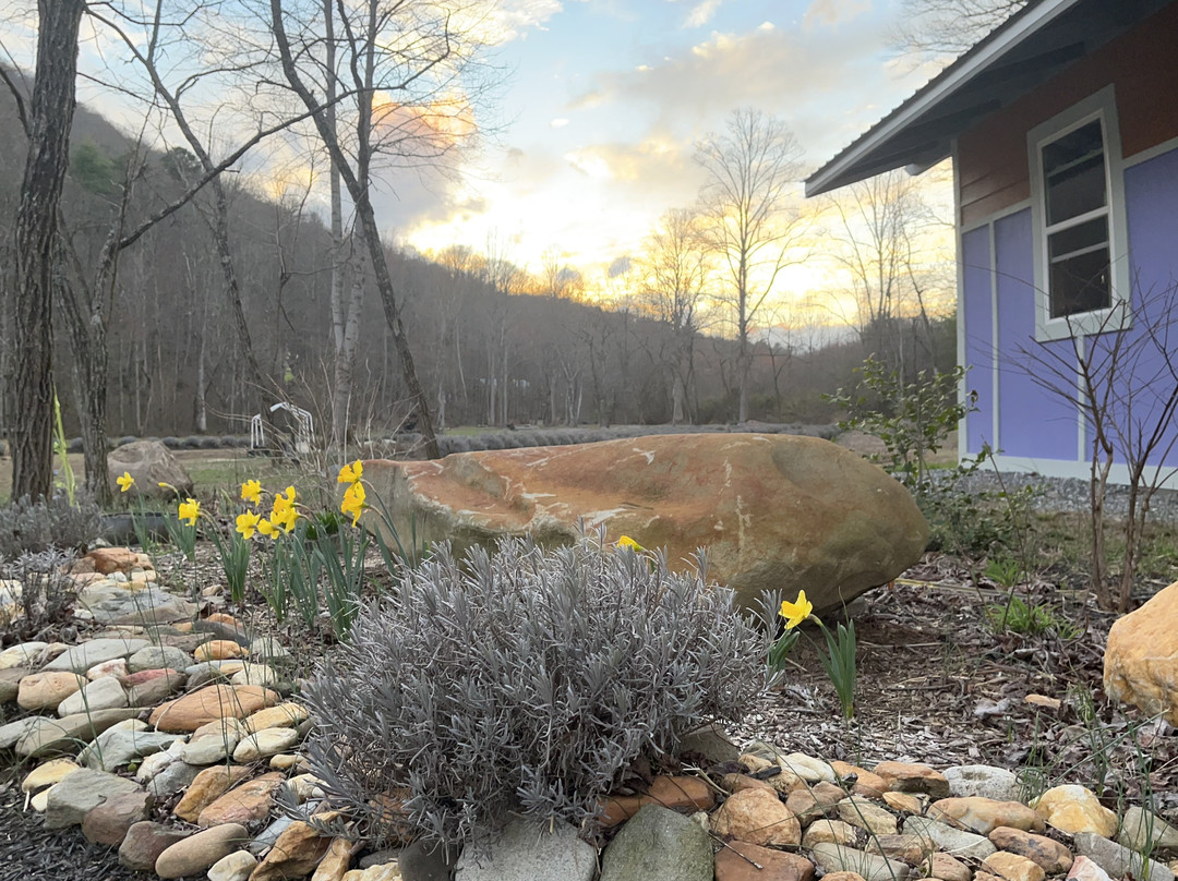 Marie's Lavender Farm-罗宾斯维尔必去景点