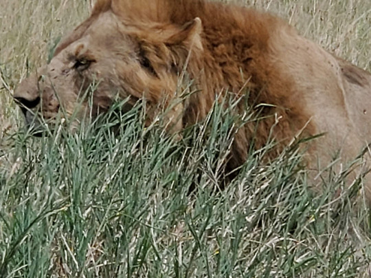 Marlomani Safaris-蒙巴萨必去景点