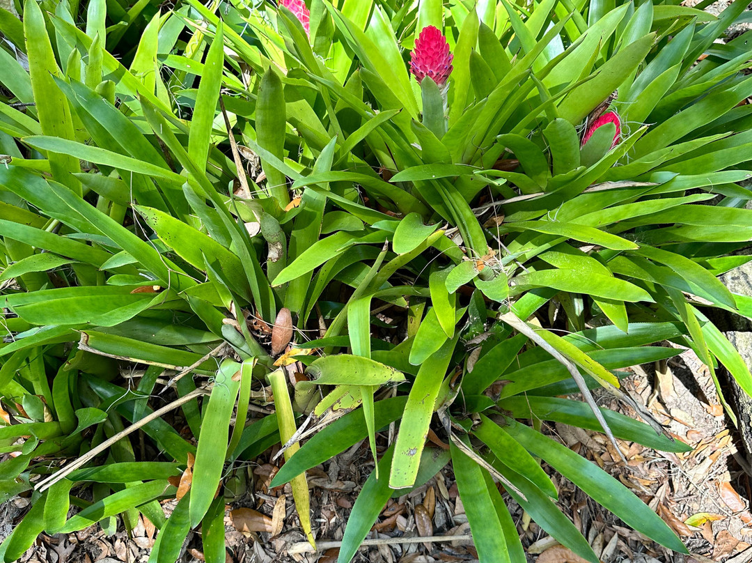 Jacksonville Arboreteum & Gardens-杰克逊维尔必去景点