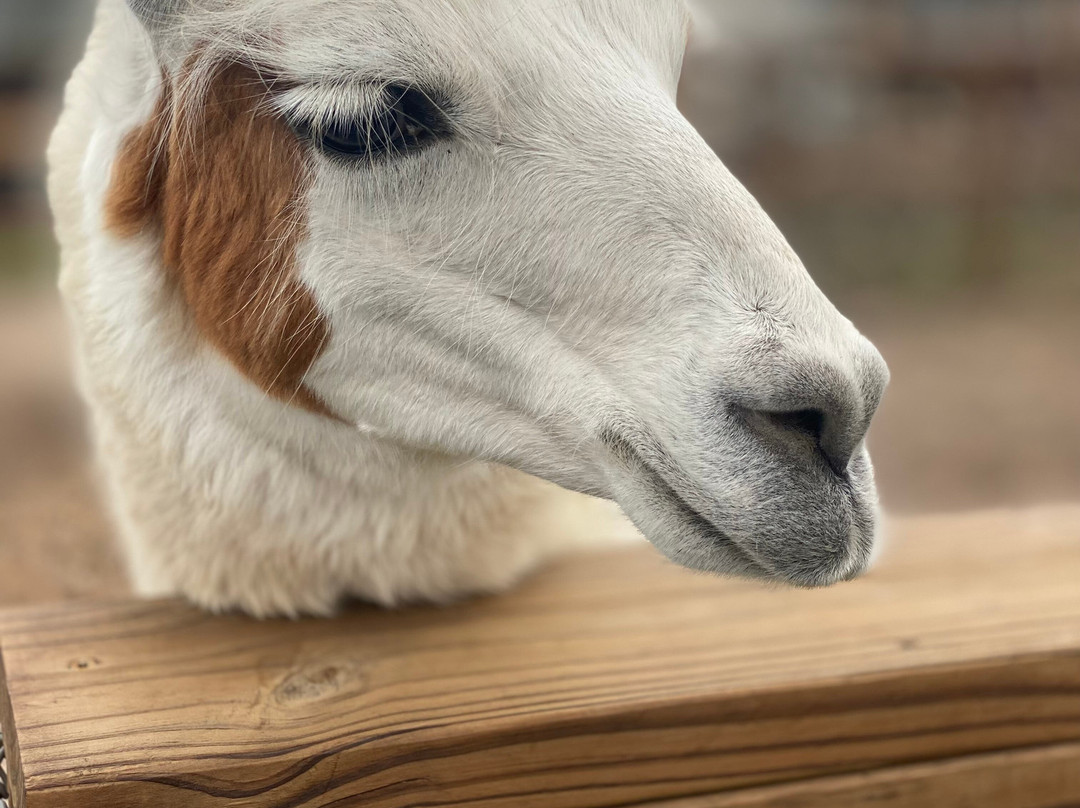 North Texas Safari Park-Bonham必去景点