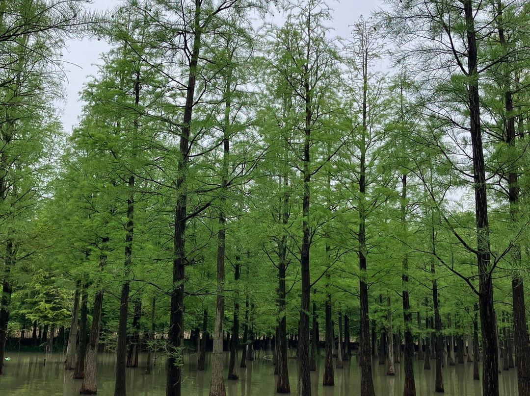 泗洪洪泽湖湿地-泗洪县必去景点