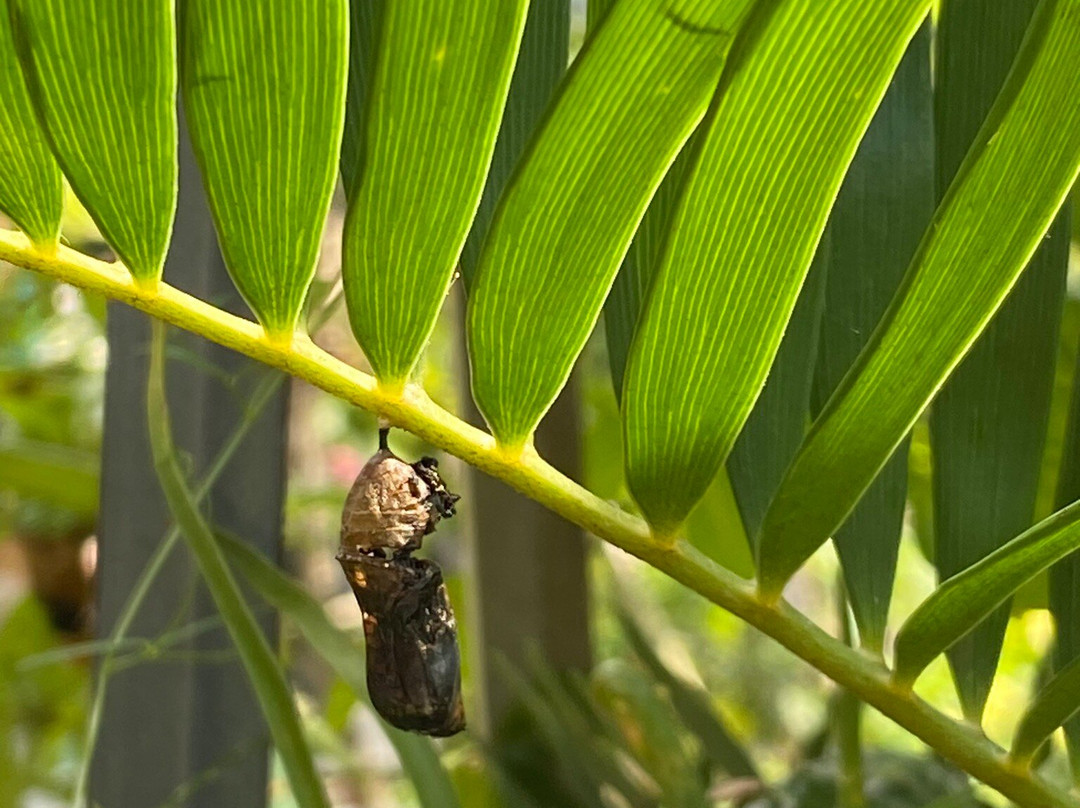 Tom Allen Memorial Butterfly House景点图片