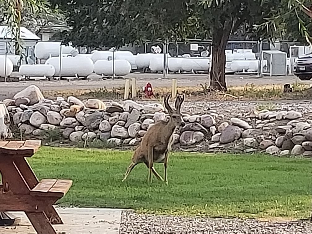 Pioneer Motel & RV Park主图