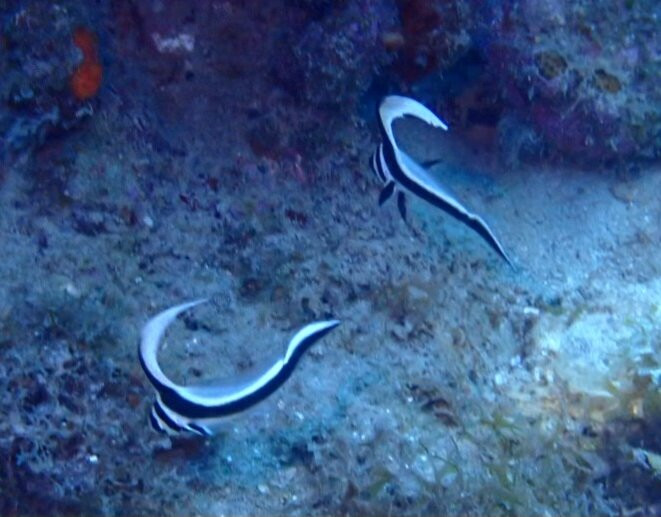 Blue Bay Dive & Watersports-威廉斯塔德必去景点