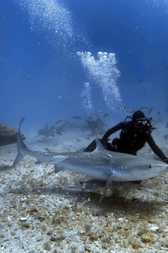 Swim With Sharks-棕榈海滩必去景点