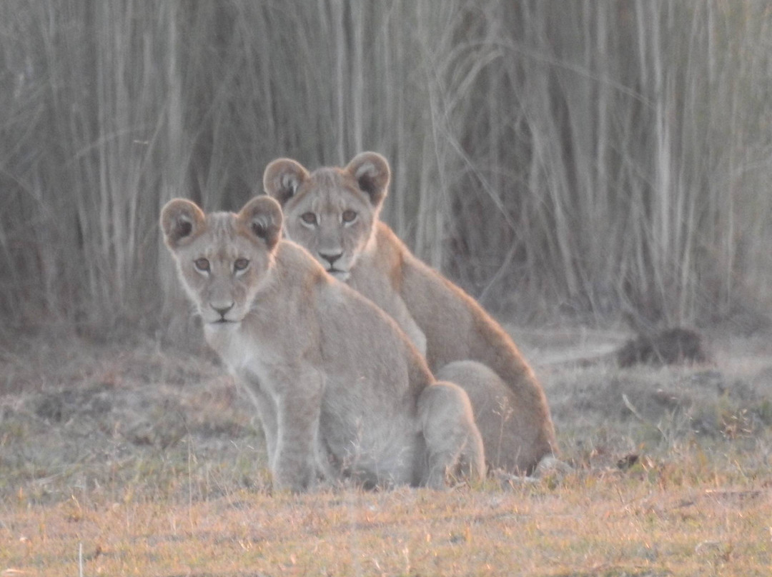 African Bush Lovers Travel & Tours Safaris景点图片