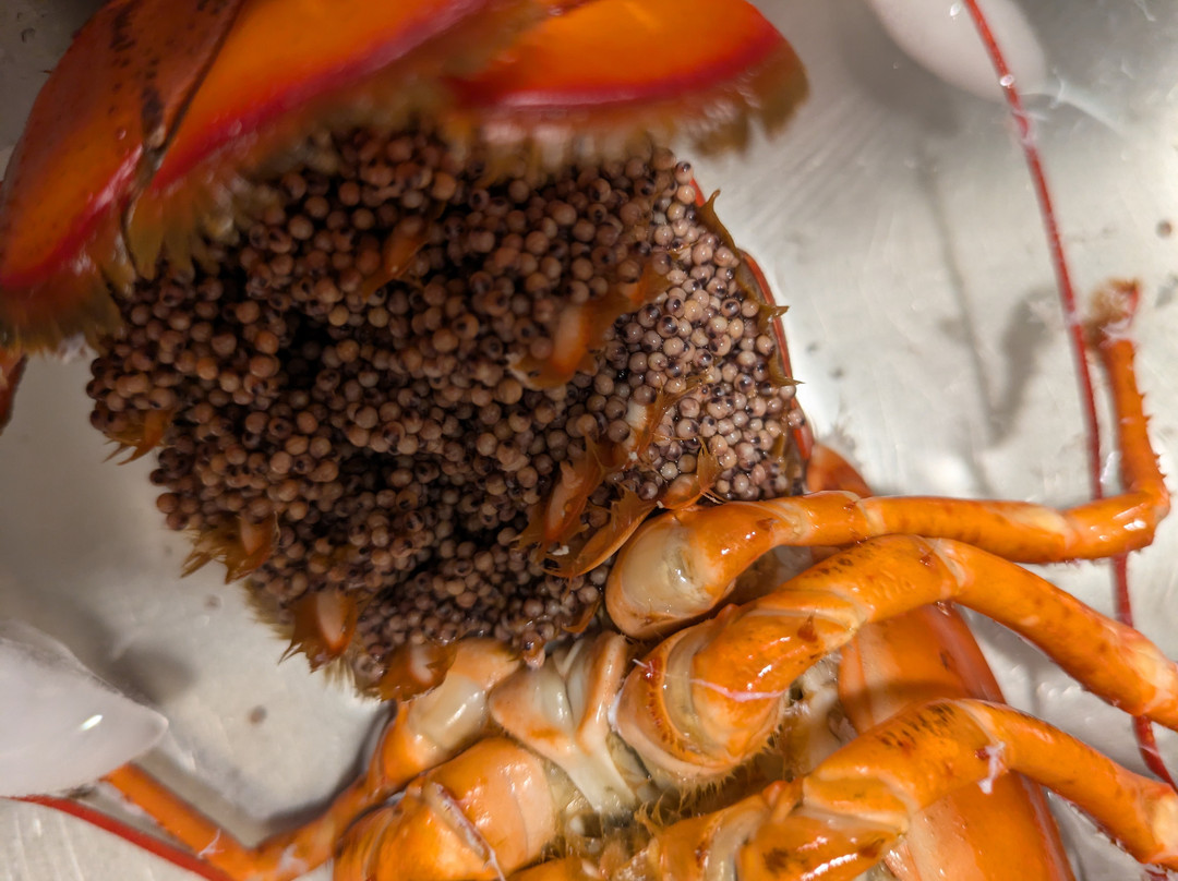 Port Of Galilee-纳拉干西特必去景点