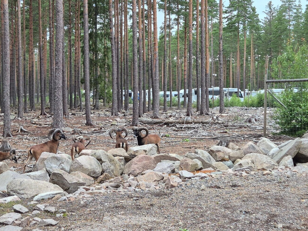 Kosta Safaripark-Kosta必去景点